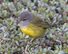 McGillivrays Warbler